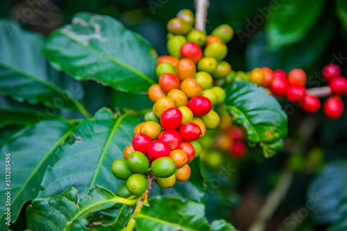 Coffee beans ripening on tree in Costa Rica.