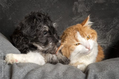 Wallpaper Mural Schnauzer puppies and ginger cat laying on the sofa, close up portrait. Torontodigital.ca
