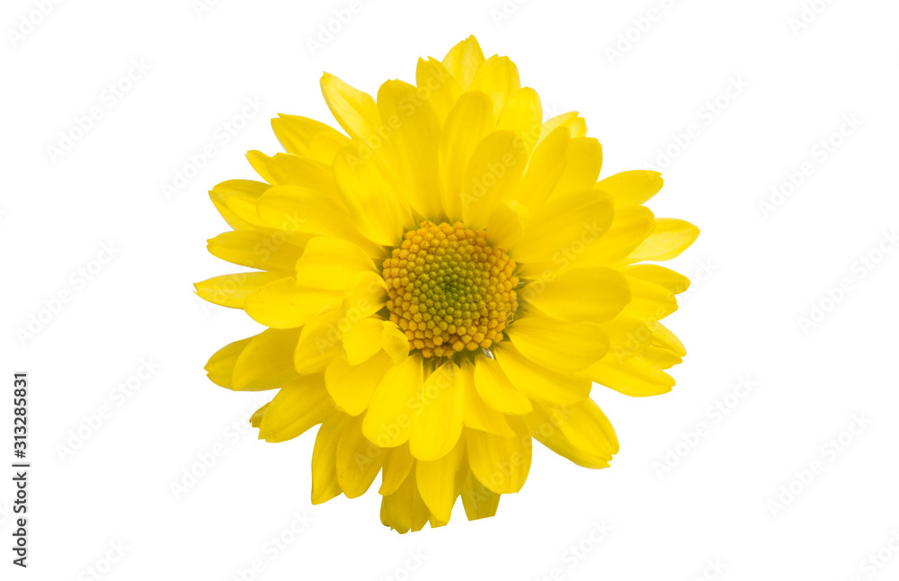 Fototapeta premium yellow chrysanthemum isolated