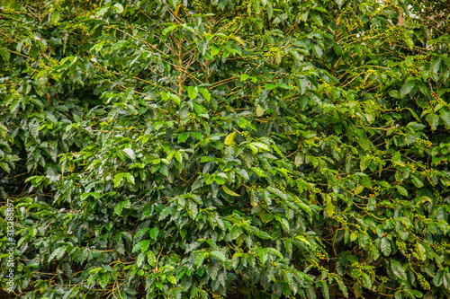 Coffee beans ripening on tree in Costa Rica.