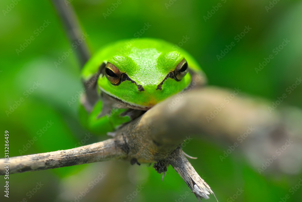 Europaean tree frog Hyla arborea from water onto dry reed-mace leaf in natural background Europaean tree frog Hyla arborea from water onto dry reed-mace leaf in natural background