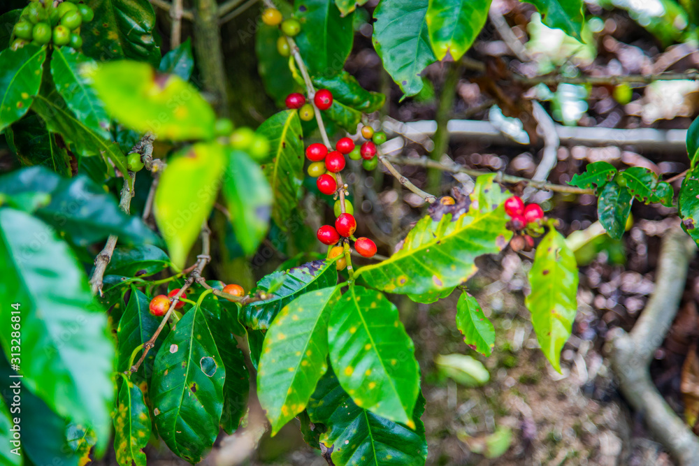 Coffee beans ripening on tree in Costa Rica. Coffee beans ripening on tree in Costa Rica.