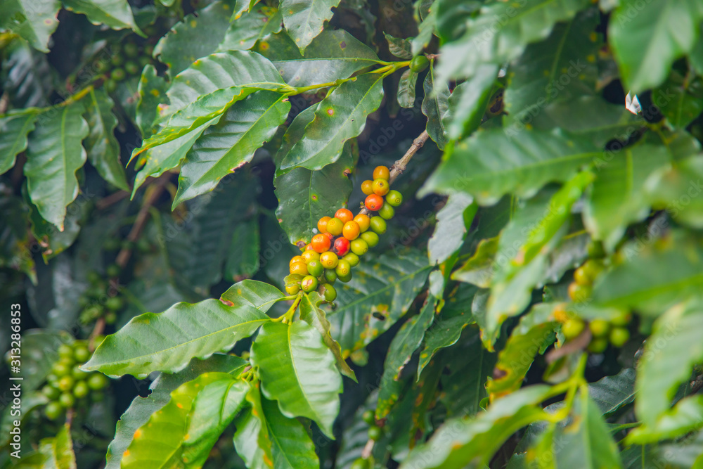 Coffee beans ripening on tree in Costa Rica. Coffee beans ripening on tree in Costa Rica.