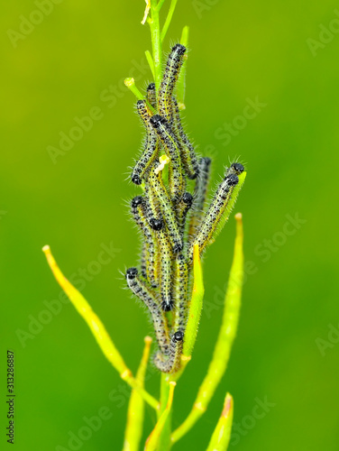 Beautiful Сaterpillar of butterfly - Stock Image