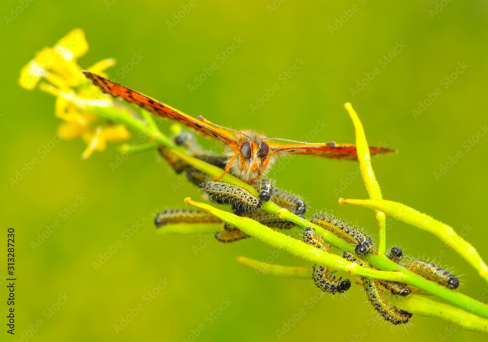 Closeup beautiful butterfly sitting on the flower. Closeup beautiful butterfly sitting on the flower.