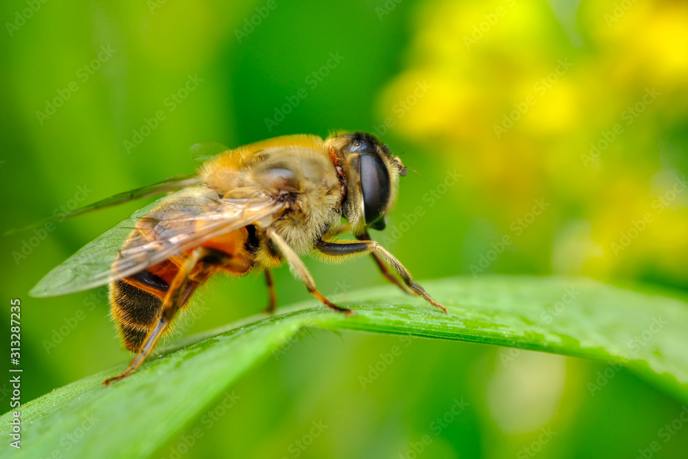 Image of bee or honeybee on yellow flower collects nectar. Golden honeybee on flower pollen with space blur background for text. Image of bee or honeybee on yellow flower collects nectar. Golden honeybee on flower pollen with space blur background for text.