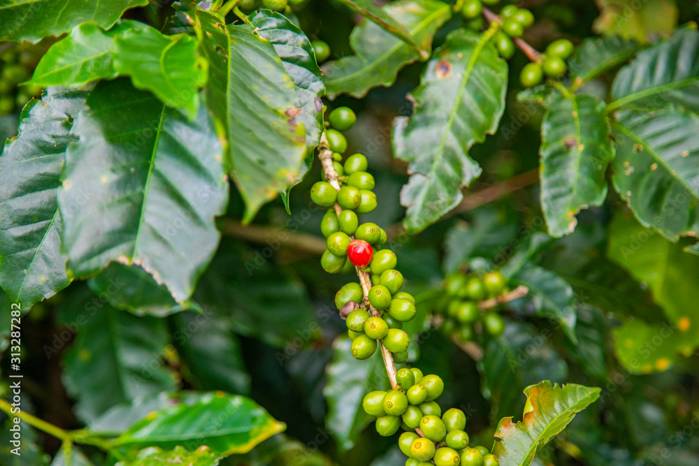 Coffee beans ripening on tree in Costa Rica. Coffee beans ripening on tree in Costa Rica.