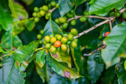 Coffee beans ripening on tree in Costa Rica.