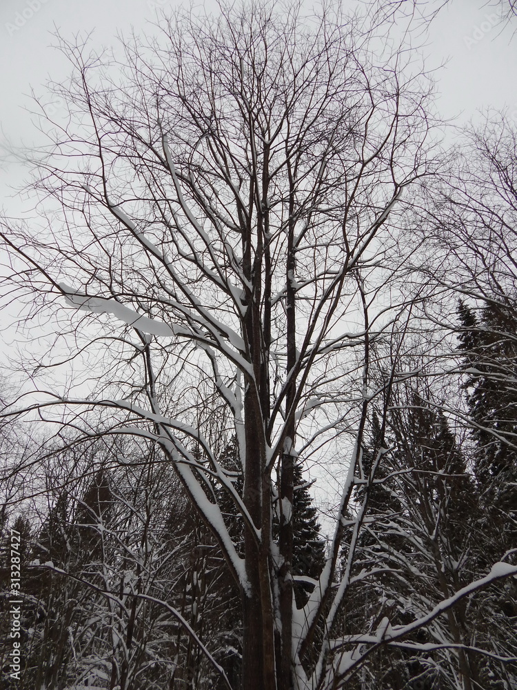 Winter in the forest. Snow-covered tree branches with figures from snow. Snowy branches of trees. Winter in the forest. Snow-covered tree branches with figures from snow. Snowy branches of trees.