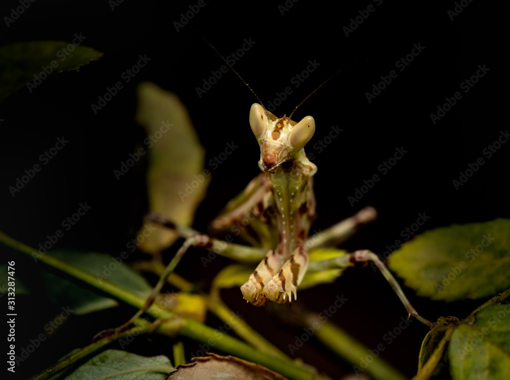 MACRO PORTRAIT PHOTO OF PRATING MANTIS MACRO PORTRAIT PHOTO OF PRATING MANTIS