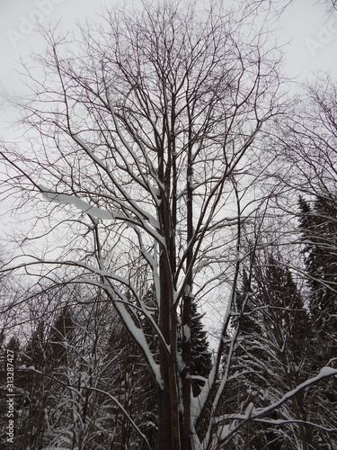 Winter in the forest. Snow-covered tree branches with figures from snow. Snowy branches of trees.