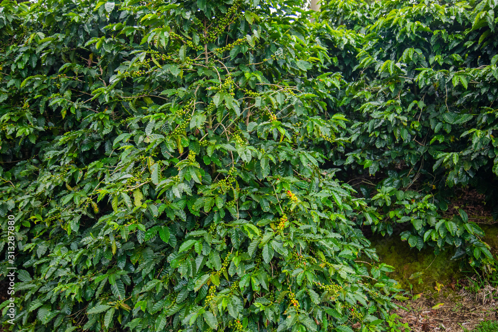 Coffee beans ripening on tree in Costa Rica. Coffee beans ripening on tree in Costa Rica.
