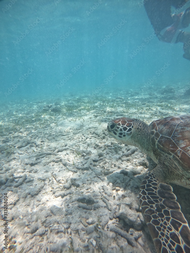 Obraz premium Sea turtle 