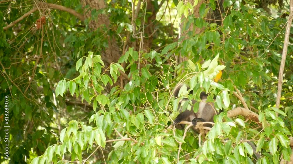 Cute spectacled leaf langur, dusky monkey on tree branch amidst green leaves in Ang Thong national park in natural habitat. Wildlife of endangered species of animals. Environment conservation concept. Cute spectacled leaf langur, dusky monkey on tree branch amidst green leaves in Ang Thong national park in natural habitat. Wildlife of endangered species of animals. Environment conservation concept.