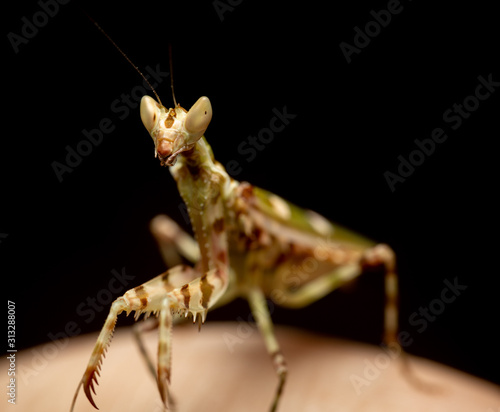MACRO PORTRAIT PHOTO OF PRATING MANTIS
