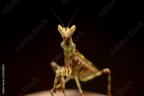 MACRO PORTRAIT PHOTO OF PRATING MANTIS