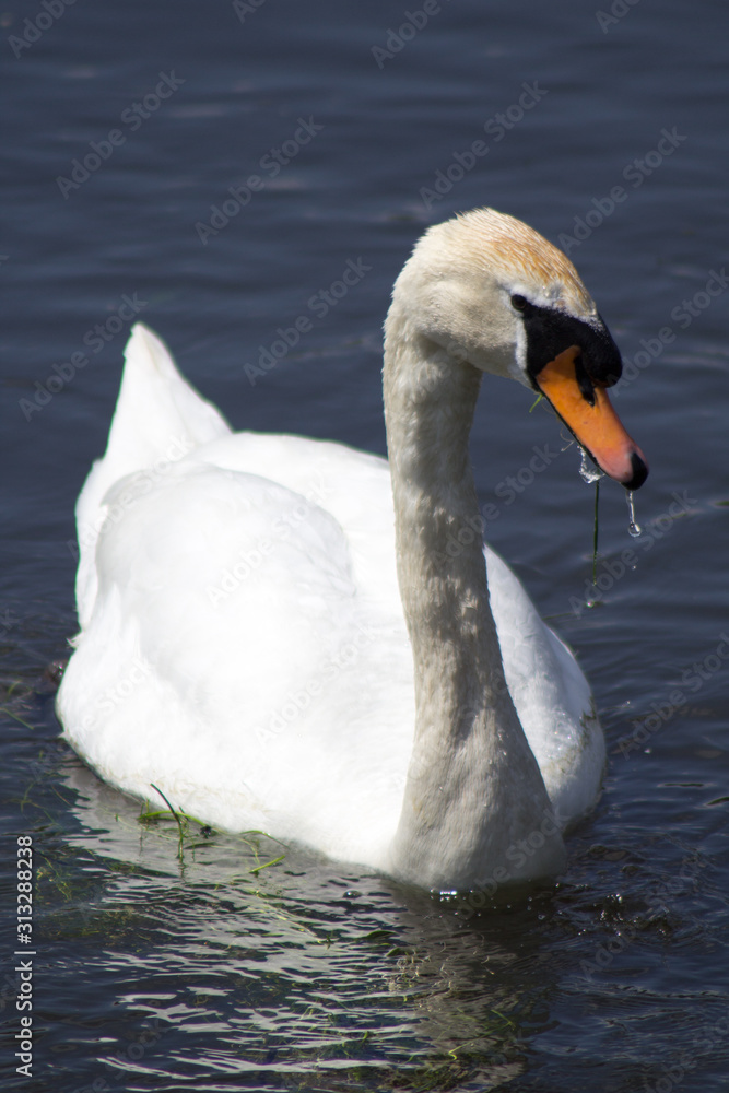 Fototapeta premium swan on the lake