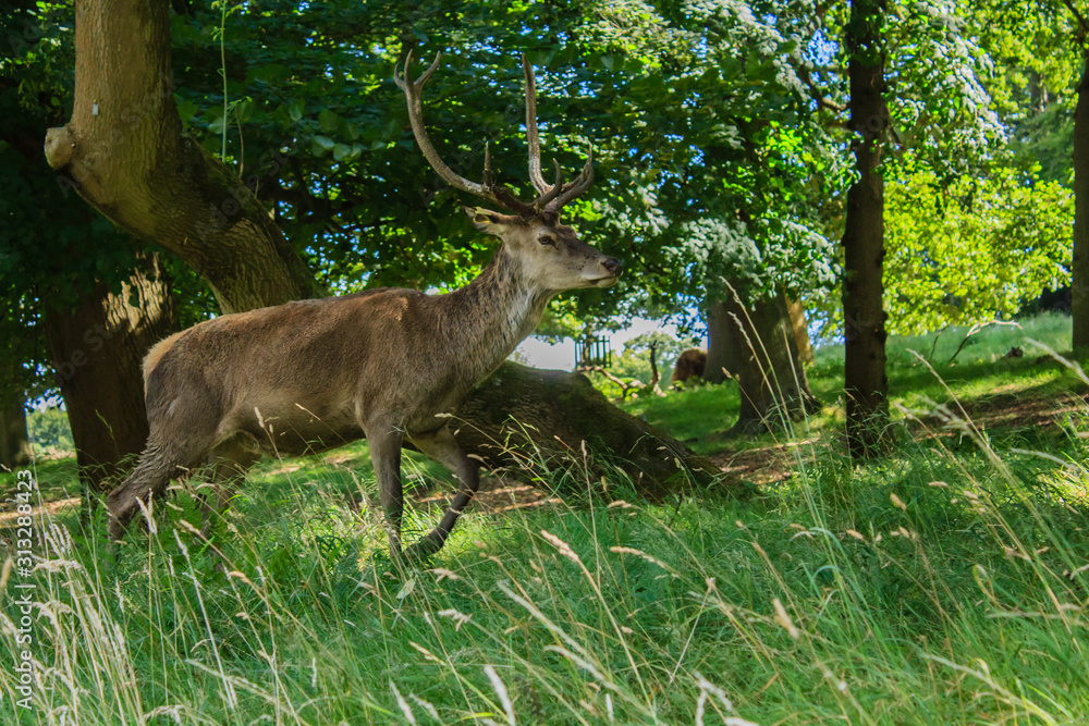 Obraz premium deer in the forest
