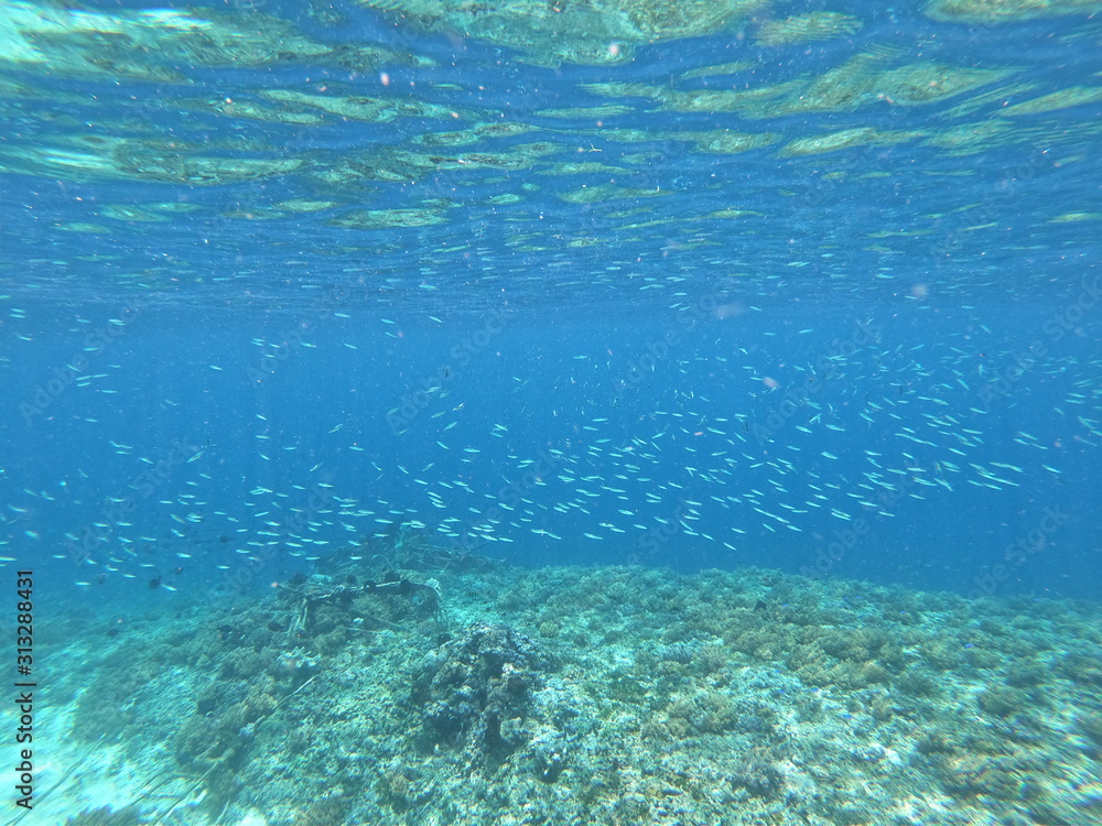School of fish in blue waters