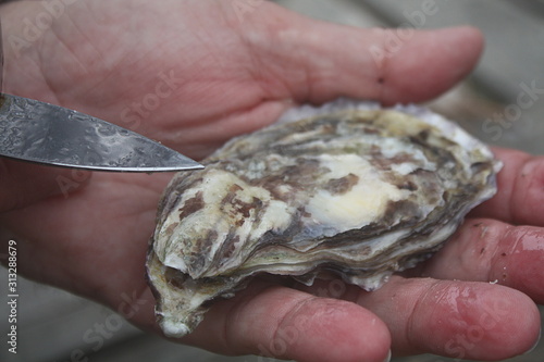 Mann mit Austernmesser öffnet eine Auster