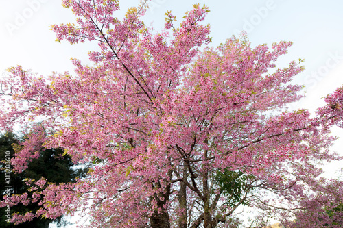 Blooming pink Wild Himalayan Cherry or Prunus cerasoides at Chiangmai Royal Agricultural Research Center (Khun Wang), Thailand