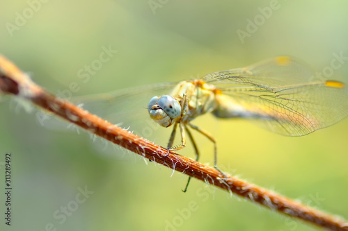 Macro shots, showing of eyes dragonfly and wings detail. Beautiful dragonfly in the nature habitat.