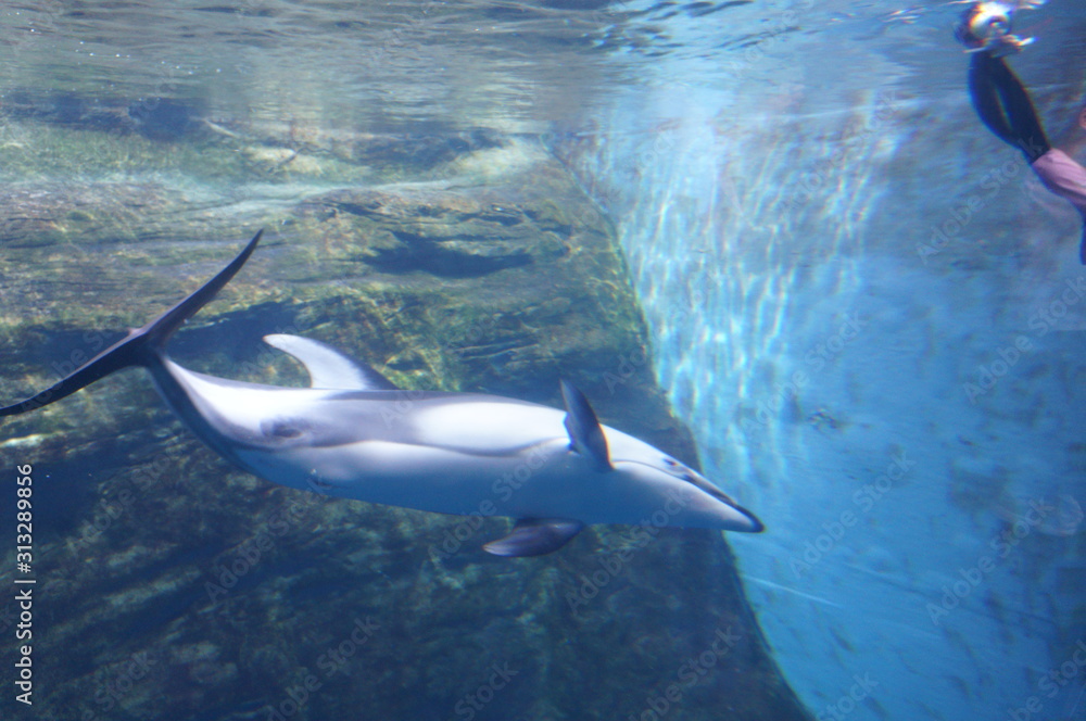 Naklejka premium Dolphins swimming in aquarium pool