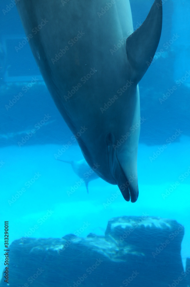 Fototapeta premium Dolphins swimming in aquarium pool