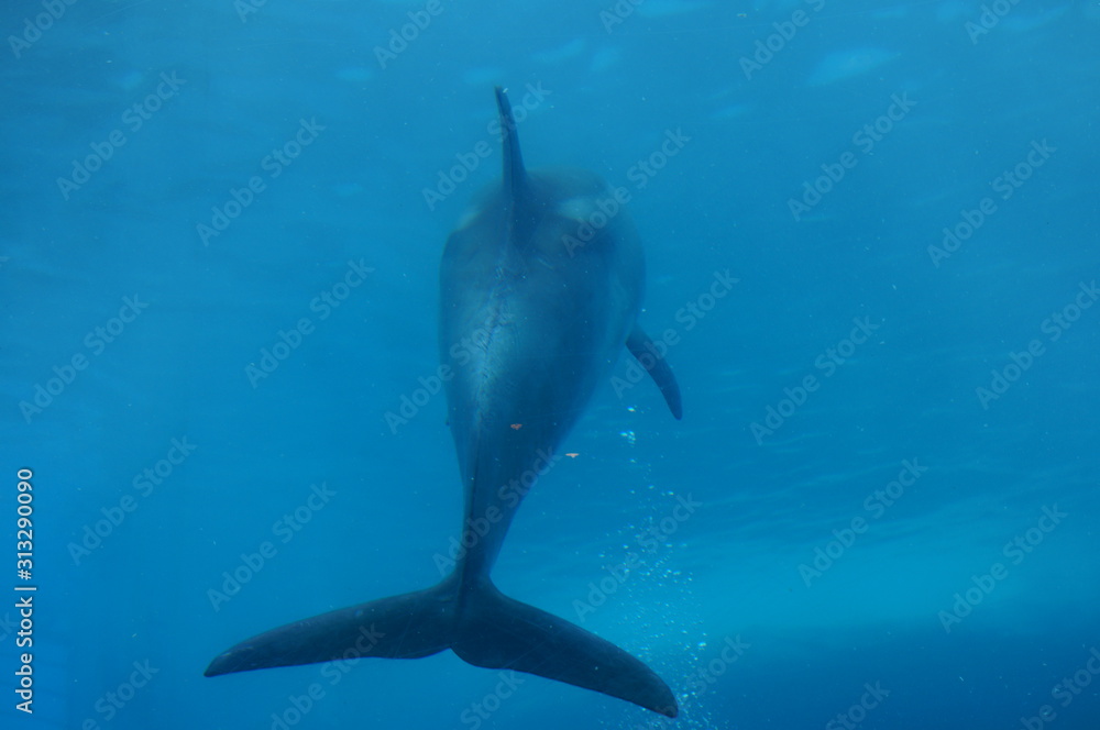 Fototapeta premium Dolphins swimming in aquarium pool