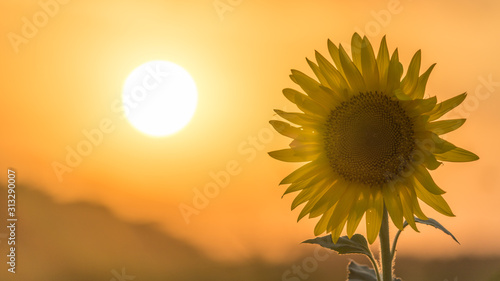 Beautiful Sunset over the field. Sun disk and Sunflower. Summer evening in Blagoveshenskaya. Anapa, Russia.