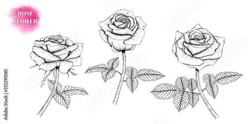 Hand-drawn black and white rose. Vector EPS 10.