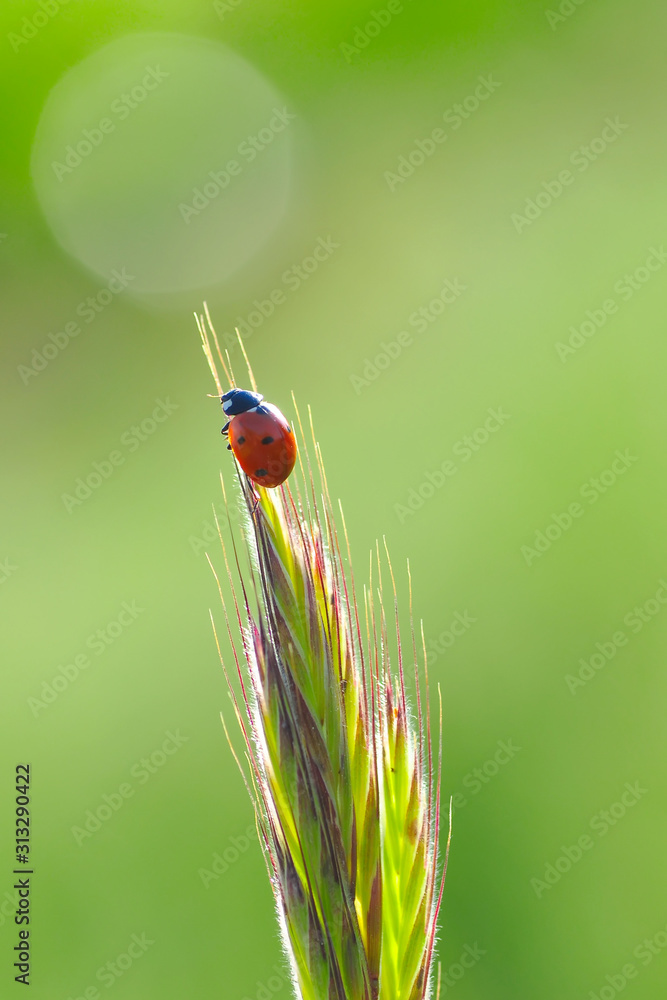 Fototapeta premium Beautiful ladybug on leaf defocused background