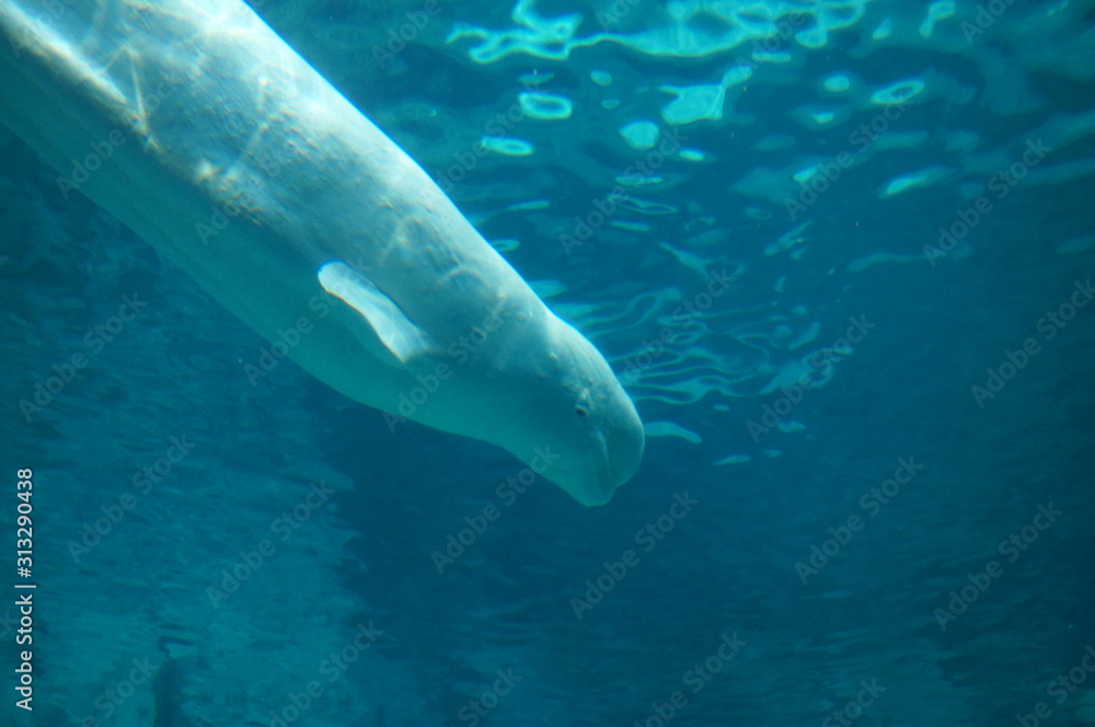 Naklejka premium Beluga in the aquarium