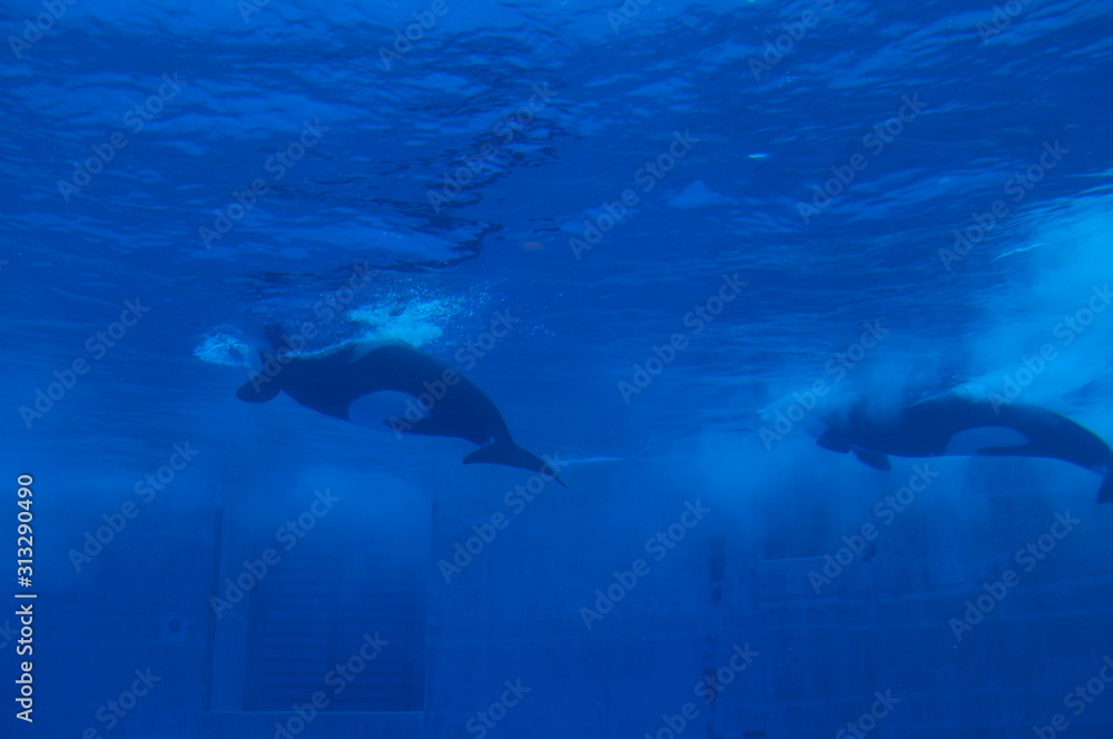 Obraz premium Dolphins swimming in aquarium pool