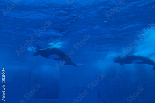 Dolphins swimming in aquarium pool © travelers.high