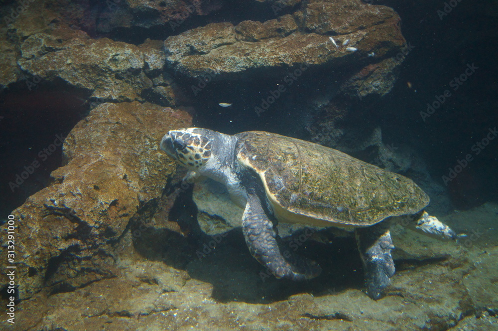 Obraz premium Sea turtle in the aquarium