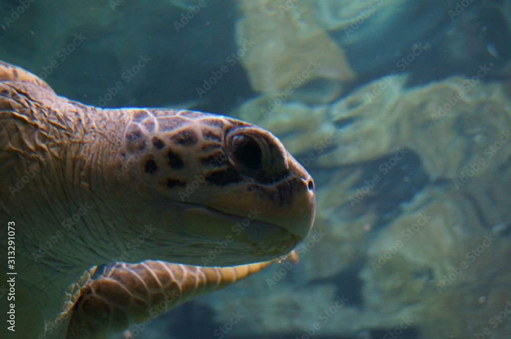 Fototapeta premium Sea turtle in the aquarium