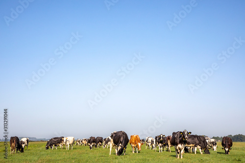 Group of cows grazing in the pasture  peaceful in Dutch landscape of flat land with a blue sky at the horizon.