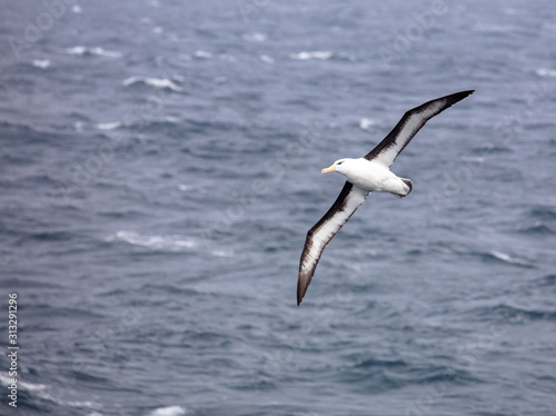 Black Browed Albatross over the Southern Ocean  © Bruce