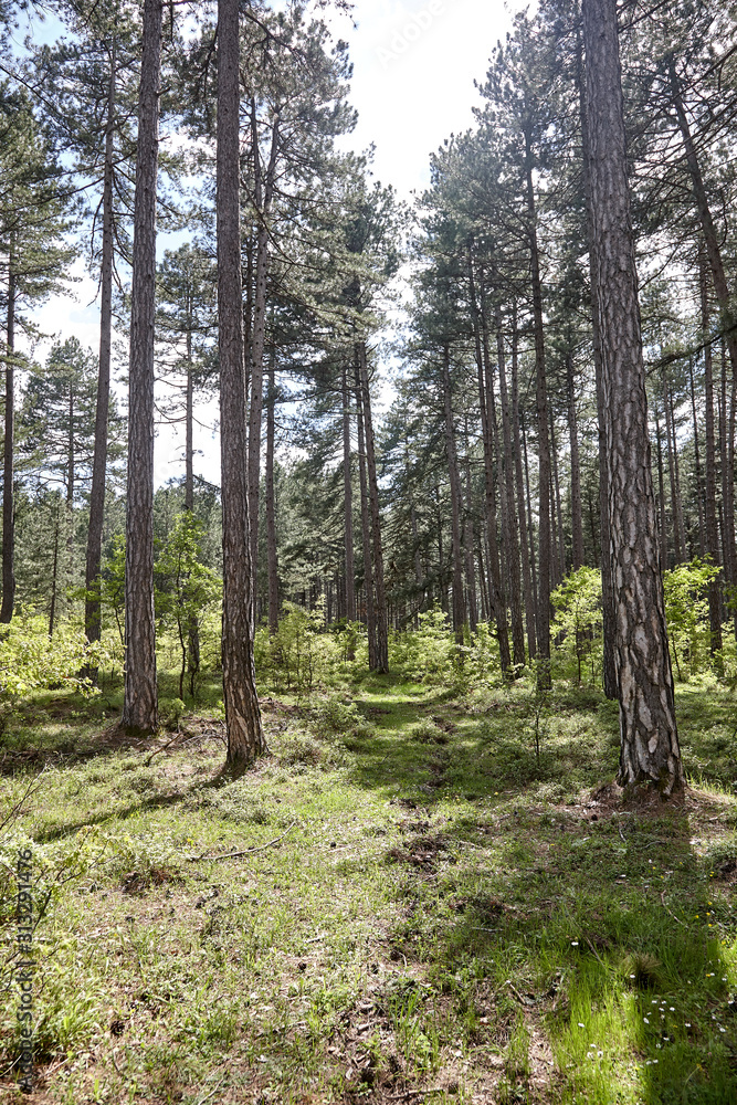 Naklejka premium path in the forest