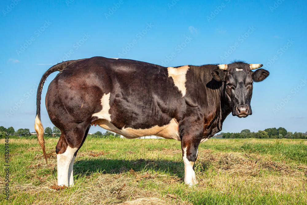 Muscular beef cow, black white and horns, seen from the side, stands in a meadow looking Muscular beef cow, black white and horns, seen from the side, stands in a meadow looking