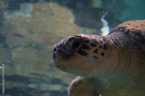 Sea turtle in the aquarium