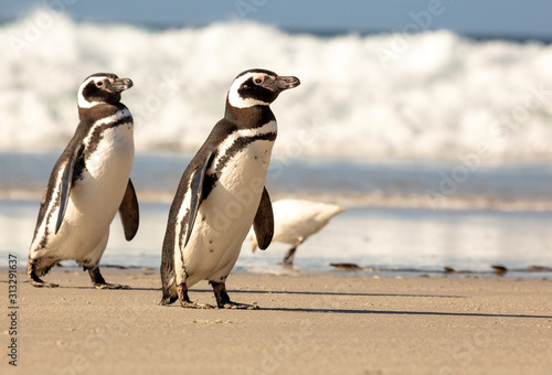 Magellanic Penguins on a beach in the Falkland Islands