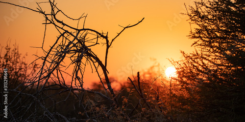 silhouette of a tree at sunrise in africa