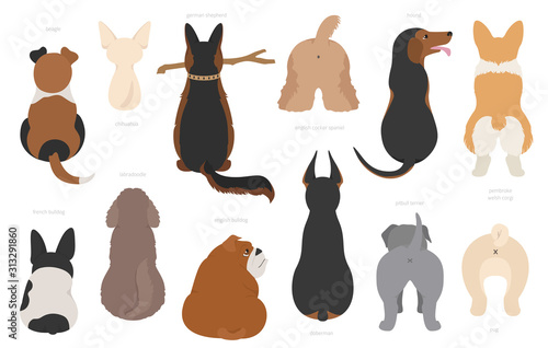 Dogs poses behind. Dog`s butts. Flat design clipart