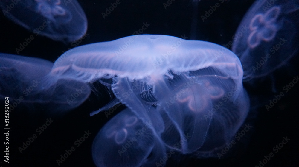 Moon jellyfish in aquarium tank Moon jellyfish in aquarium tank
