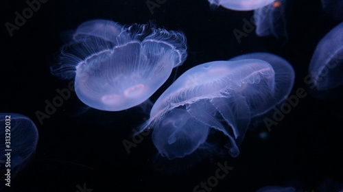 Moon jellyfish in aquarium tank