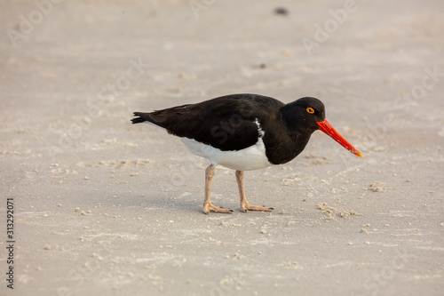 Tableau sur toile Magellanic Oystercatcher, Falkland Islands