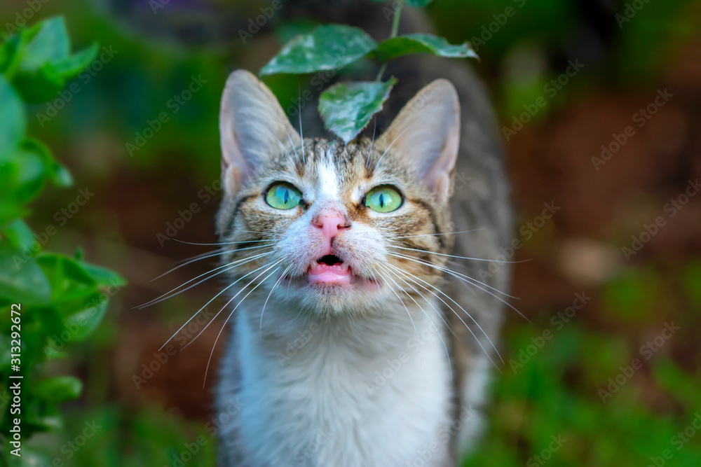 Gray cat portrait . stray cat looking camera in street . green eyes animals