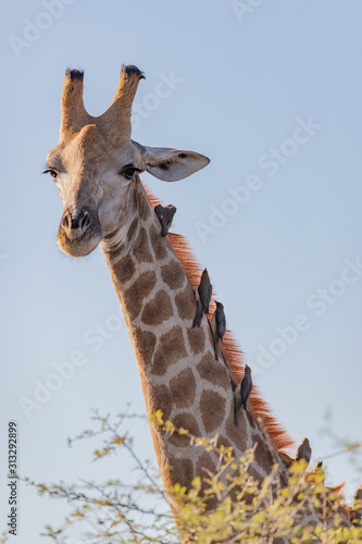 Sticker birds on a giraffes neck